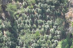 Calaveras Sheriff Marijuana Team Recap July 28th