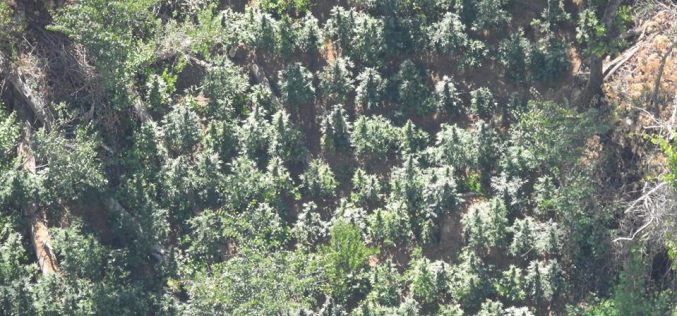 Calaveras Sheriff Marijuana Team Recap July 28th