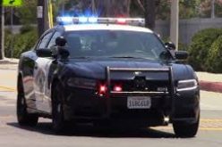 High Speed Chase Kills Cat