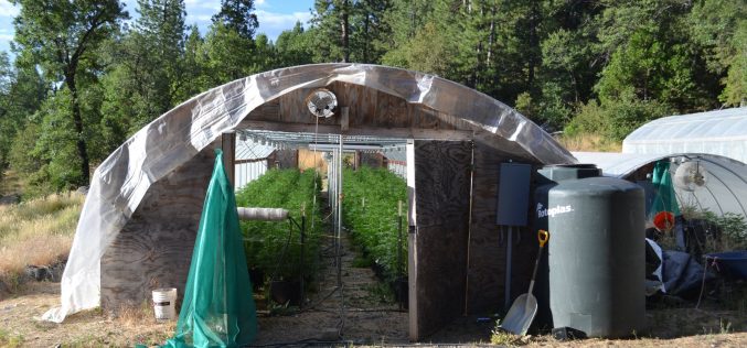 Calaveras Marijuana Team Recap August 18, 2020