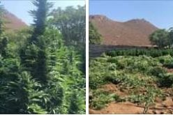 CRTF Seizes Several Tons of an Illegal, Unregulated-Marijuana Grow on Residential Property