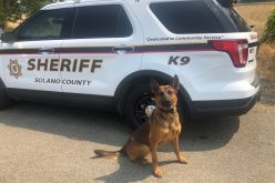 Deputies: “Ghost” AR-15 found during K-9 search of vehicle