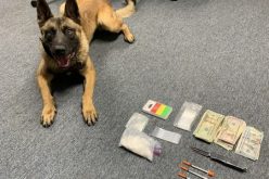 K-9 hard work leads to arrest