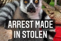 Man Accused of Stealing a Lemur from SF Zoo, Shoplifting and Vehicle Theft