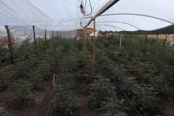 Calaveras County Sheriff’s Office Marijuana Team Recap October 16, 2020