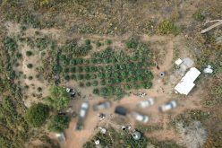 Calaveras County Marijuana Team Recap September 25th 2020