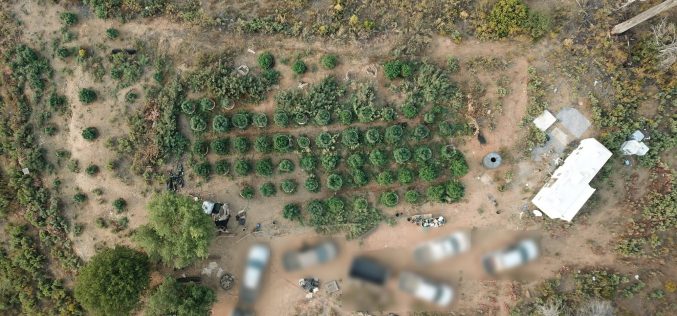 Calaveras County Marijuana Team Recap September 25th 2020