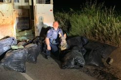 K9 Dutch helps detect horse trailer full of marijuana