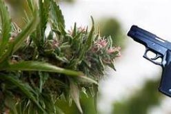 Man Arrested for Cannabis Robbery, Shooting at Victim and Bystander