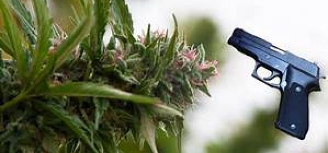 Man Arrested for Cannabis Robbery, Shooting at Victim and Bystander