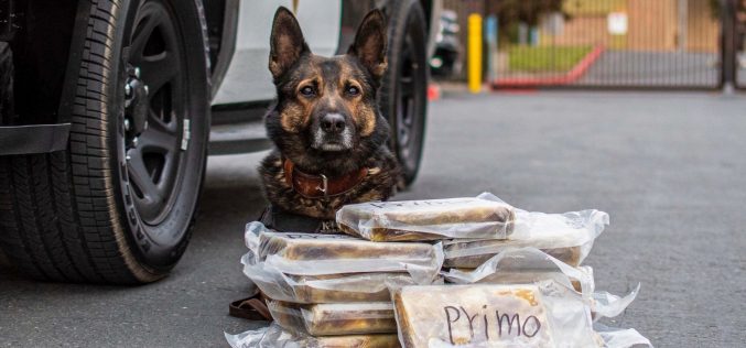 Merced CHP issues statement on K9 Beny’s recent drug bust