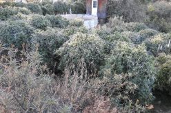 Calaveras County Sheriff’s Office Marijuana Team Recap November 3, 2020