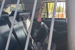 “Aggressive agitator” detained and released