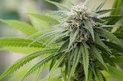 Illegal-Grow Search Warrants Reveal Tons of Pot, Guns, and Toxic Chemicals