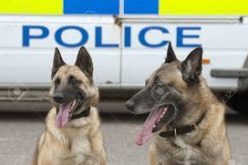 K-9 Duo Catches Wanted Felon