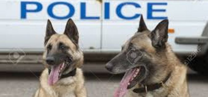 K-9 Duo Catches Wanted Felon