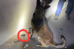 Driver of speeding Volkswagen throws gun out of the window