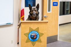 Merced CHP: K-9 Officer Beny uncovers suspiciously large amount of cash during traffic stop