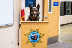 Merced CHP: K-9 Officer Beny uncovers suspiciously large amount of cash during traffic stop