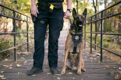 Chico Police K-9 Officer Pax helps apprehend man who ran from traffic stop