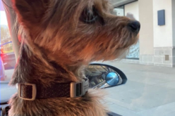 Man and Woman Arrested in Rancho Cucamonga for Stealing Dog from Vehicle, Extorting Money, and Child Cruelty