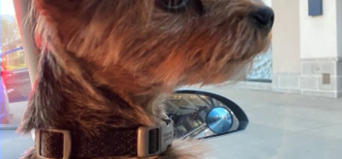 Man and Woman Arrested in Rancho Cucamonga for Stealing Dog from Vehicle, Extorting Money, and Child Cruelty