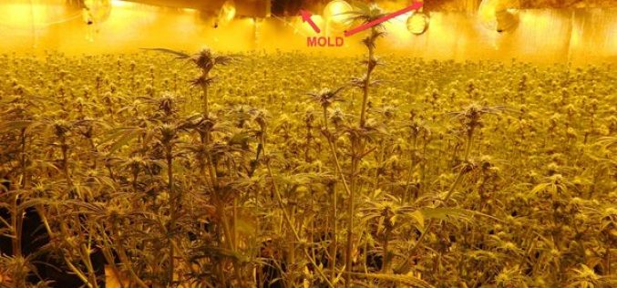 Calaveras County Sheriff’s Office Marijuana Team Recap March 9, 2021