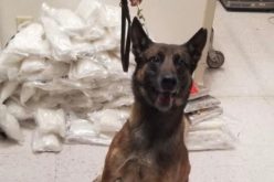 Border Patrol Agents Thwart Deadly Narcotics Smuggling Attempt Through Checkpoint