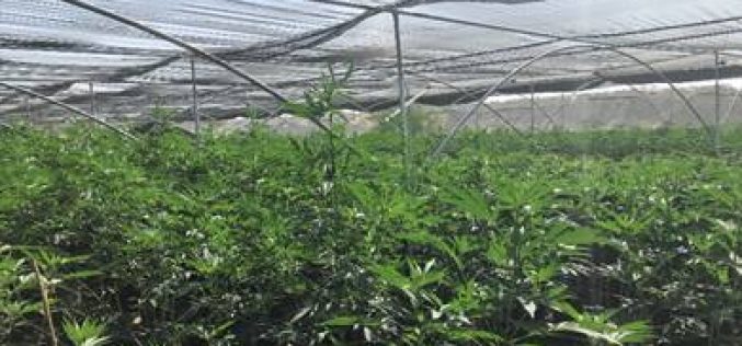 Vegetation Fire Reveals Massive Illegal Unregulated Indoor Marijuana Operation