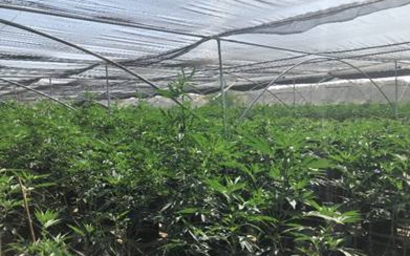 Vegetation Fire Reveals Massive Illegal Unregulated Indoor Marijuana Operation