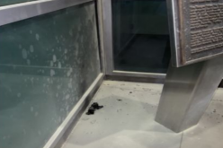 Man Hurled Molotov Cocktail into Topanga PD Station – Charged with Felony Arson