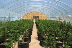 Calaveras County Sheriff’s Office Marijuana Team Recap April 22, 2021