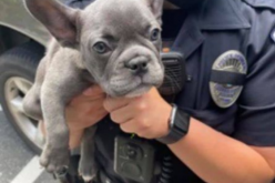 Armed Dognapper Pursuit and Crash – Doggie on Board