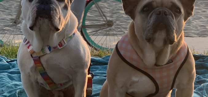 Dognapping Suspects Arrested after Crashing Getaway Car on Freeway