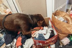 Fiive arrested during robbery investigation