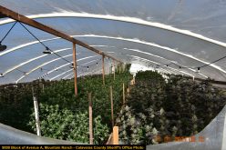 Calaveras County Sheriff’s Office Marijuana Team Recap June 17th 2021