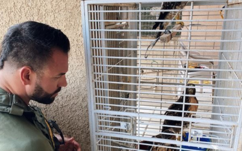 Red-Tailed Hawks Rescued Amongst Burglars’ Haul of Ghost Guns and Stolen Vehicles