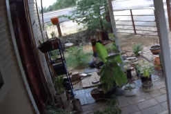 Thief caught on camera taking bike off of porch