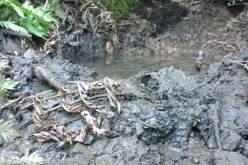 Marijuana Enforcement Team Watershed Protection Operation