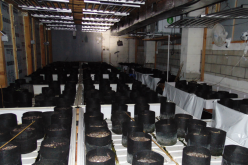 Illegal Marijuana Operation in Willows