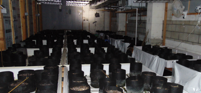 Illegal Marijuana Operation in Willows