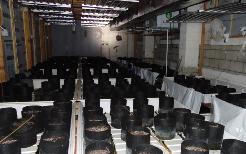 Illegal Marijuana Operation in Willows