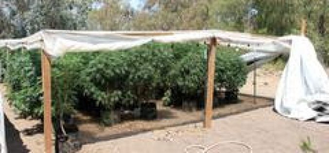 Illegal Pot Growers Busted