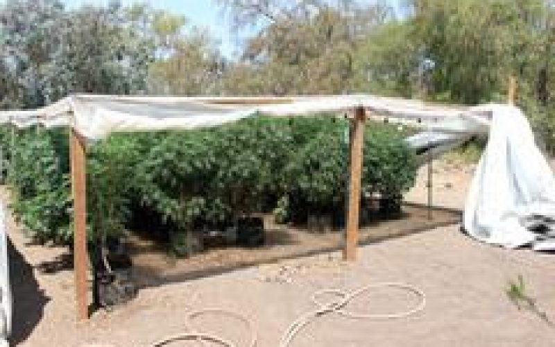 Illegal Pot Growers Busted