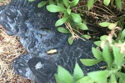 Arrest Made in Shooting Case