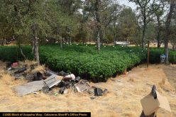 Calaveras County Sheriff’s Office Marijuana Team Recap August 5th and 19th, 2021