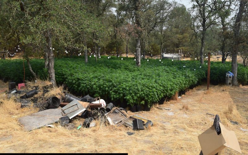 Calaveras County Sheriff’s Office Marijuana Team Recap August 5th and 19th, 2021