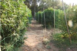 Marijuana Team recent report