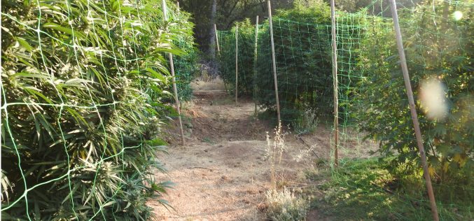 Marijuana Team recent report