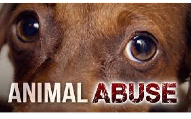 Man Kills Family Dog by Setting it Ablaze – Charges Filed